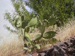 Resize of P1010302.JPG